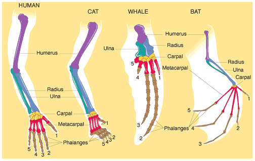 anatomical-homology-evidence-of-evolution